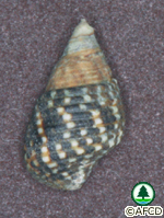 紅樹林腹足動物